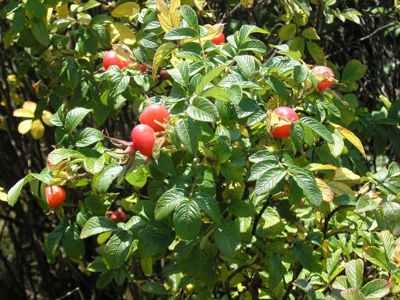 P9289548